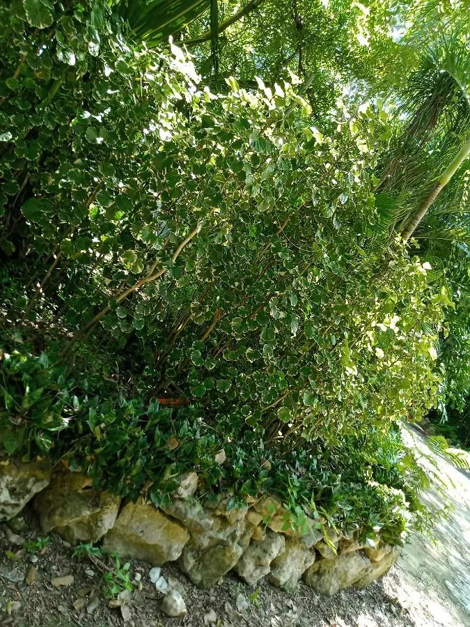 Kuha Glamping Hotel Playa del Carmen Campsite